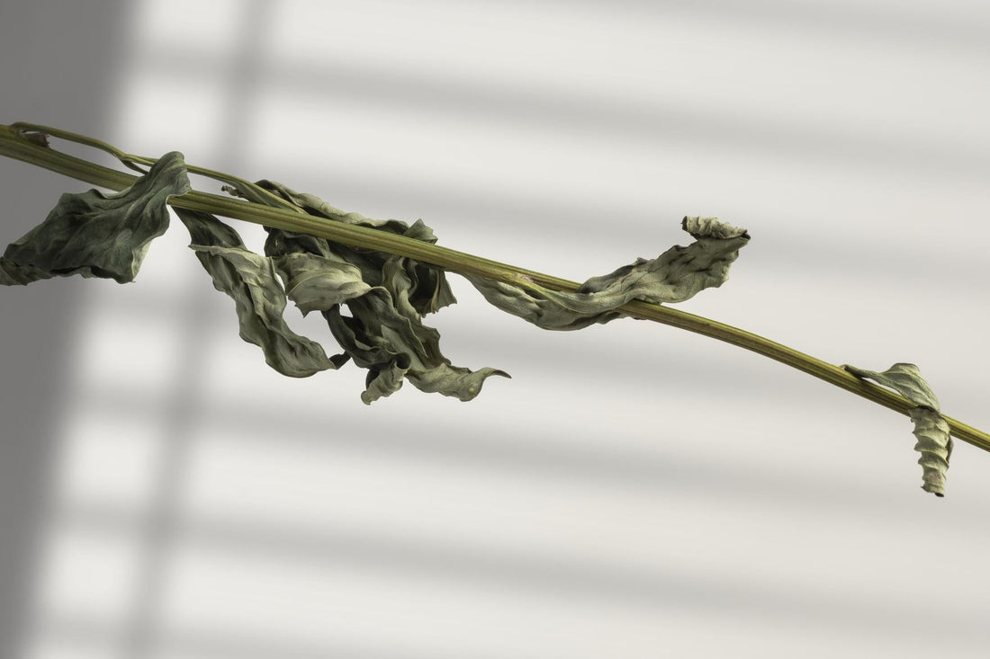 A Fragrance with Purpose: Behind the Scent of Sage Air
