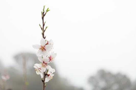 Bloom, Gracefully: The Poetry of Alora Bloom